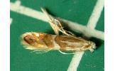 Phyllonorycter sp.