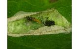 Phyllonorycter Phyllonorycter