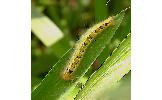 Euthrix Euthrix