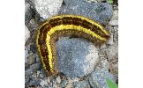 Euthrix albomaculata directa