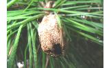 Dendrolimus spectabilis