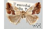 Maliattha Maliattha