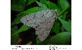 Acronicta major