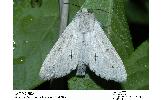 Acronicta vulpina leporella