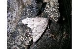 Acronicta Acronicta