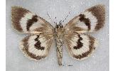 Catocala nivea nivea