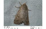 Orthosia Orthosia