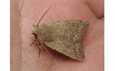 Orthosia Orthosia