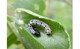 Eupsilia tripunctata