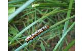 Spodoptera picta