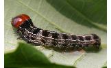 Orthosia carnipennis