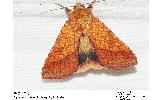 Pyrrhia umbra