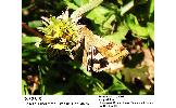 Heliothis maritima adaucta