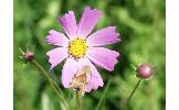 Heliothis maritima adaucta