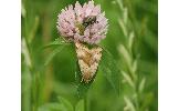 Heliothis maritima adaucta