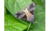 Hypena trigonalis