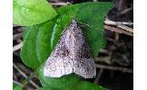 Hypena trigonalis