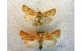 Agrotis Agrotis