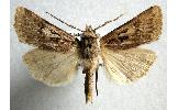 Agrotis ruta