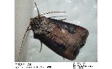 Agrotis Agrotis