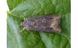 Agrotis ipsilon