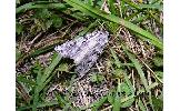 Agrotis Agrotis