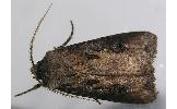 Agrotis tokionis