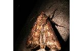 Agrotis ipsilon