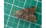 Agrotis Agrotis