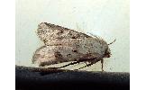 Agrotis Agrotis