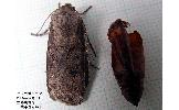 Agrotis Agrotis