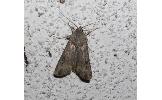 Agrotis ipsilon