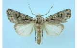 Agrotis Agrotis