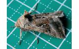 Autographa Autographa