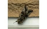 Autographa Autographa