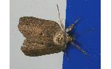 Nycteola Nycteola