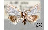 Nola aerugula atomosa