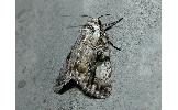 Anacronicta nitida