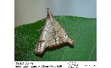 Eulophopalpia Eulophopalpia