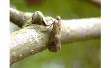 Acrobasis sp.