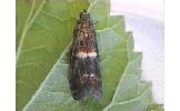 Acrobasis obrutella