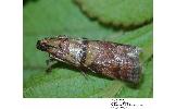 Acrobasis rufizonella