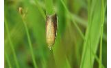 Oncocera semirubella