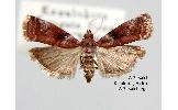 Acrobasis Acrobasis