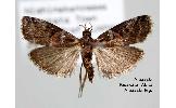 Acrobasis Acrobasis