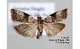 Acrobasis squalidella