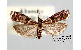 Cryptoblabes loxiella