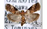 Acrobasis Acrobasis