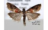 Acrobasis Acrobasis