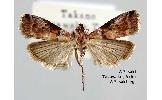 Acrobasis Acrobasis